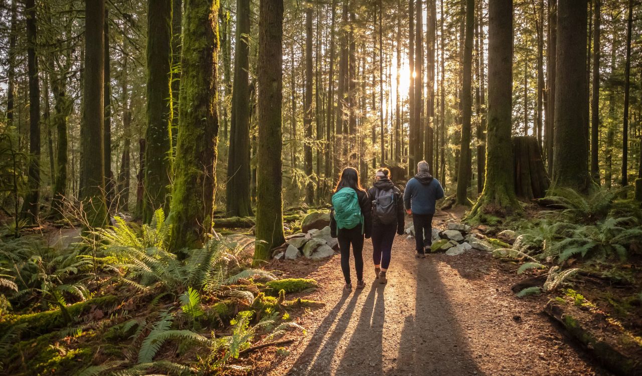A long-distance view of three hikers, two with backpacks, walking on a stone path surrounded by ferns and moss-covered trees in an old-growth forest, with sunlight streaming through the trees.