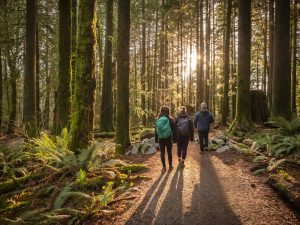 A long-distance view of three hikers, two with backpacks, walking on a stone path surrounded by ferns and moss-covered trees in an old-growth forest, with sunlight streaming through the trees.