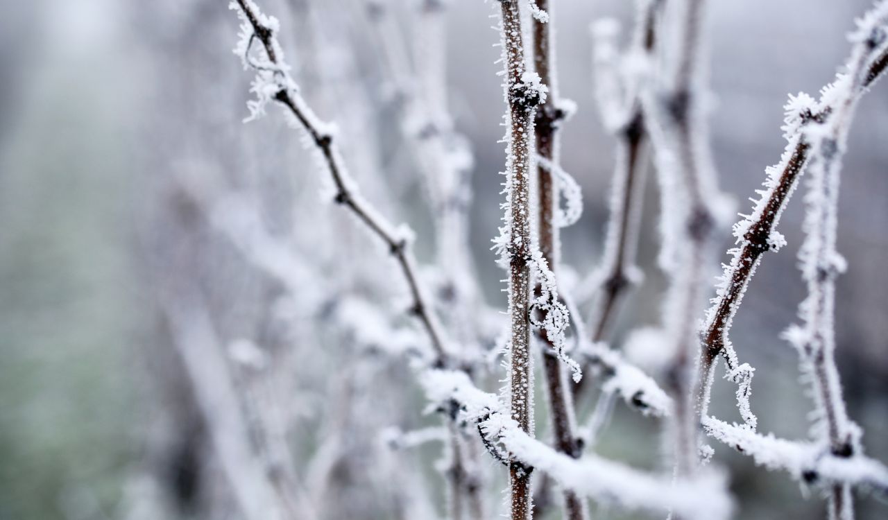 Close-up of frosty, frozen branches and buds with a vineyard row fuzzed out in the background.