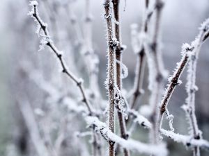 Close-up of frosty, frozen branches and buds with a vineyard row fuzzed out in the background.
