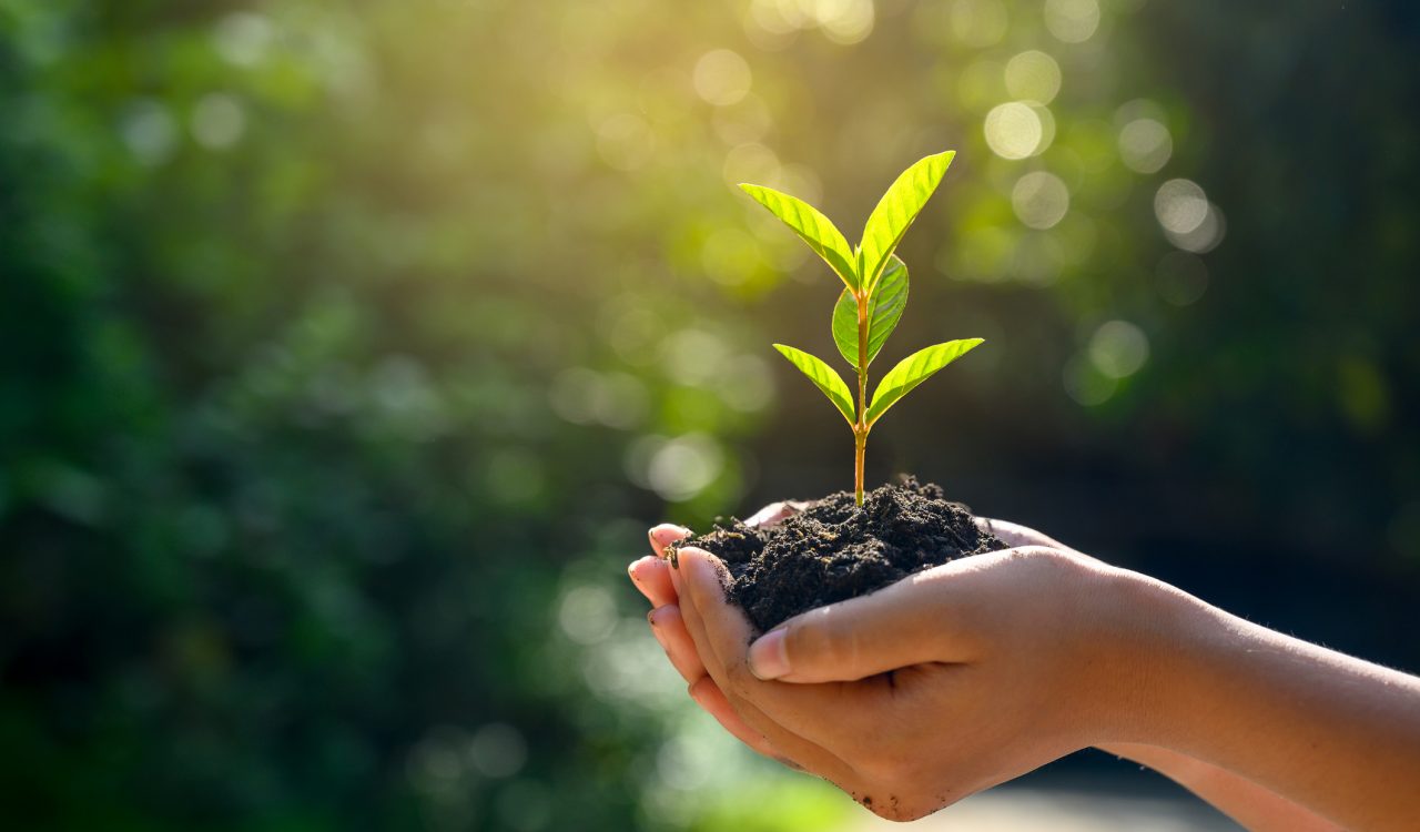 Close-up of hands holding a seedling sprouting out of soil, with trees blurred out in the background.