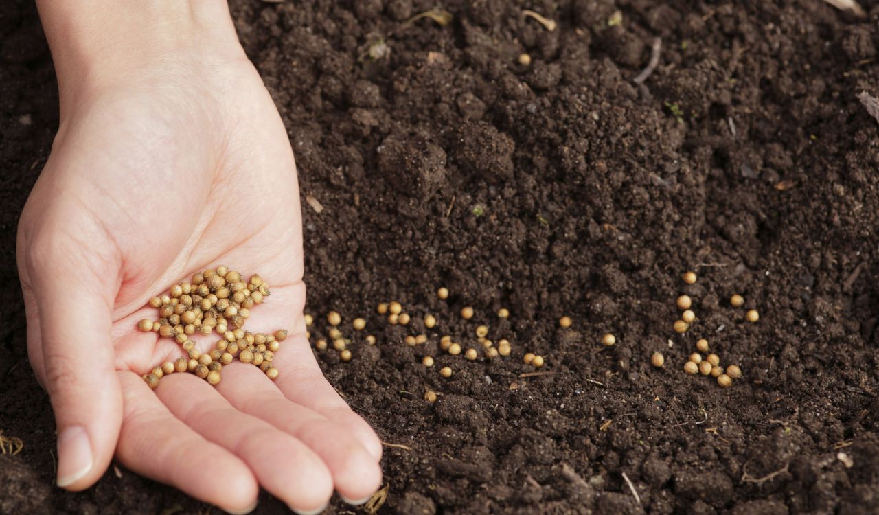 A close-up of a hand spreading seeds in soil