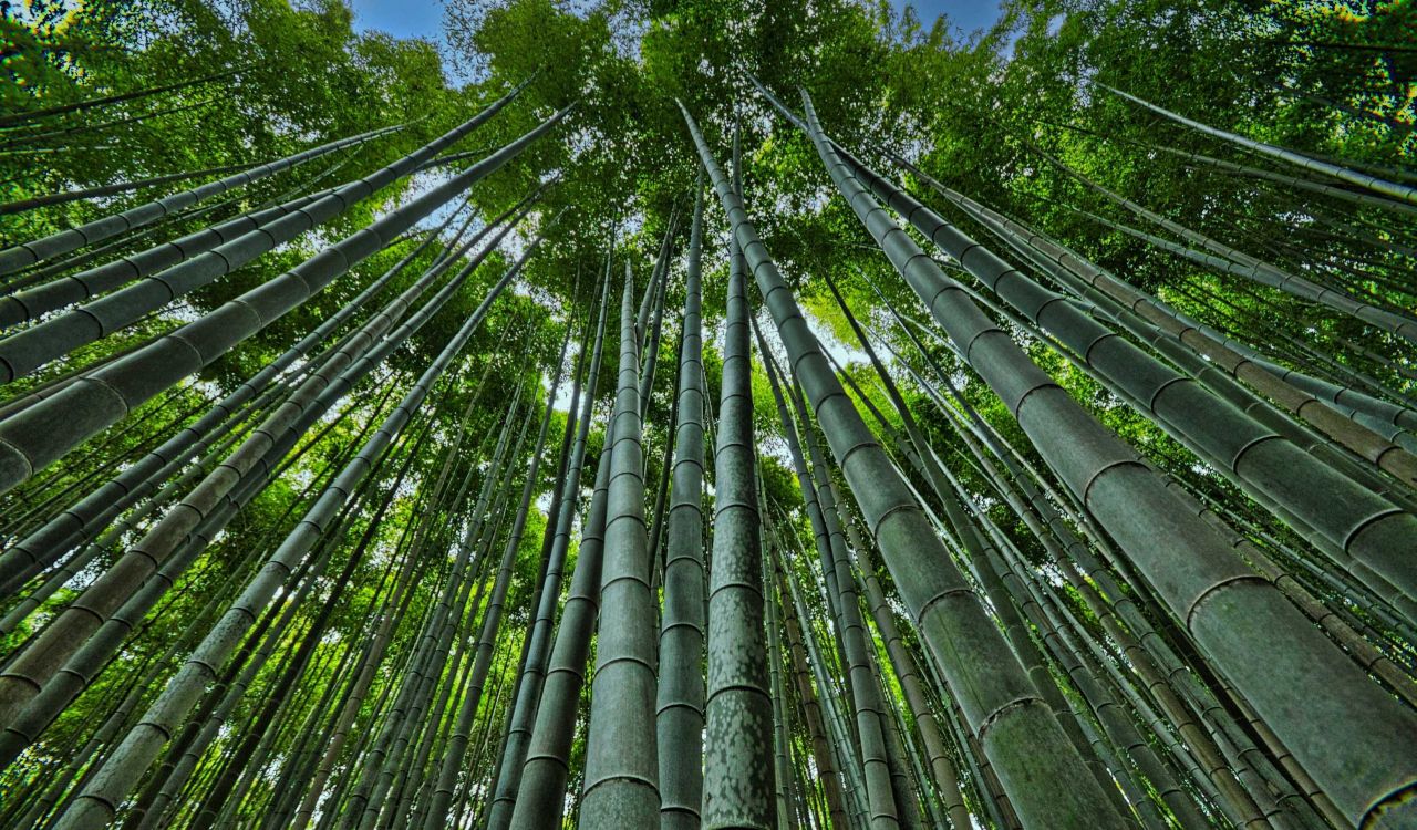 A forest of giant bamboo with a blue sky overhead.