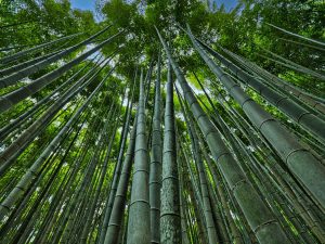 A forest of giant bamboo with a blue sky overhead.