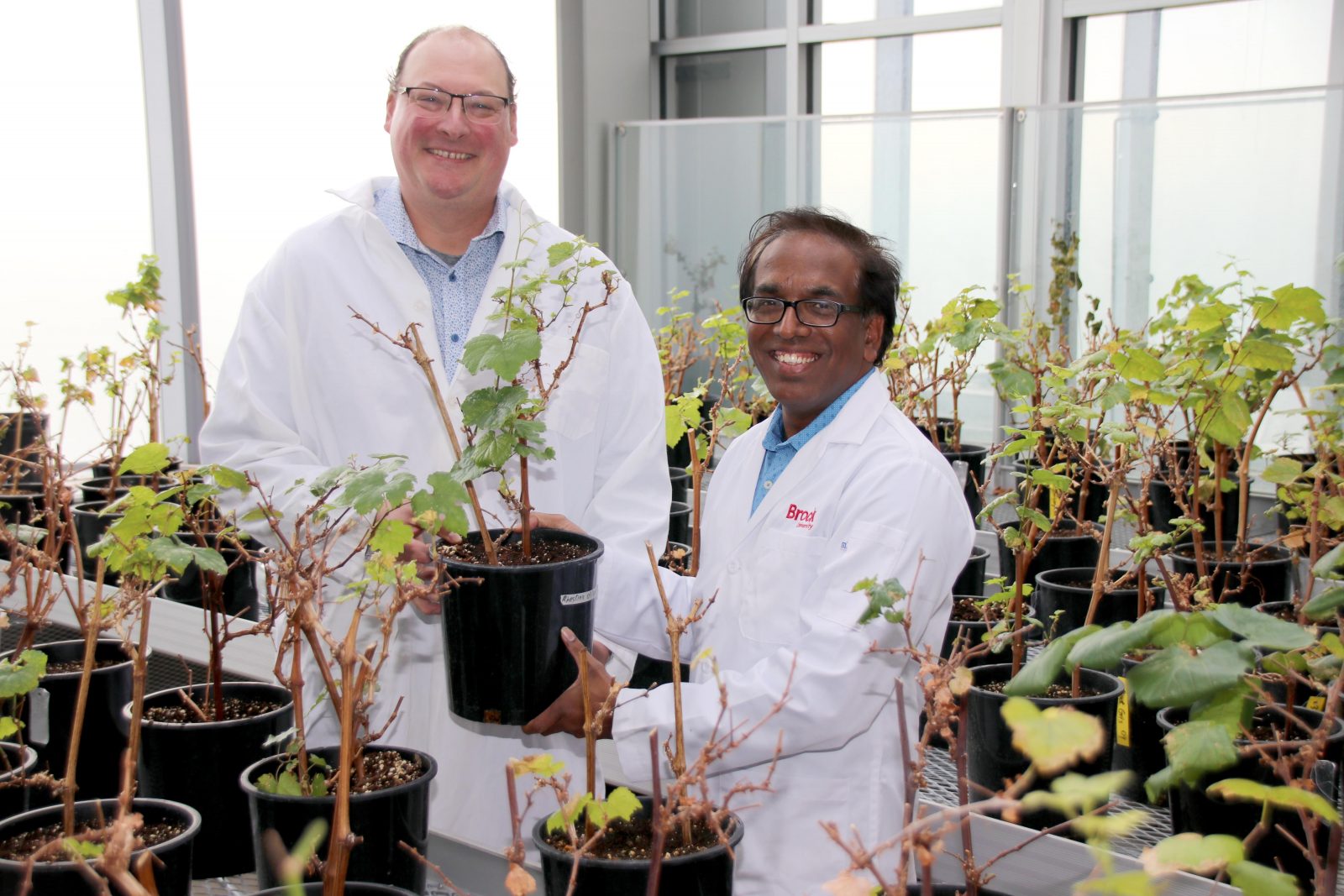 Assistant Professor of Biological Sciences, Jim Willwerth (left) and Principal Scientist, Sudarsana Poojari (right), dressed in while lab coats, stand side-by-side holding a potted plant in the middle of rows of plants in a greenhouse-type setting.