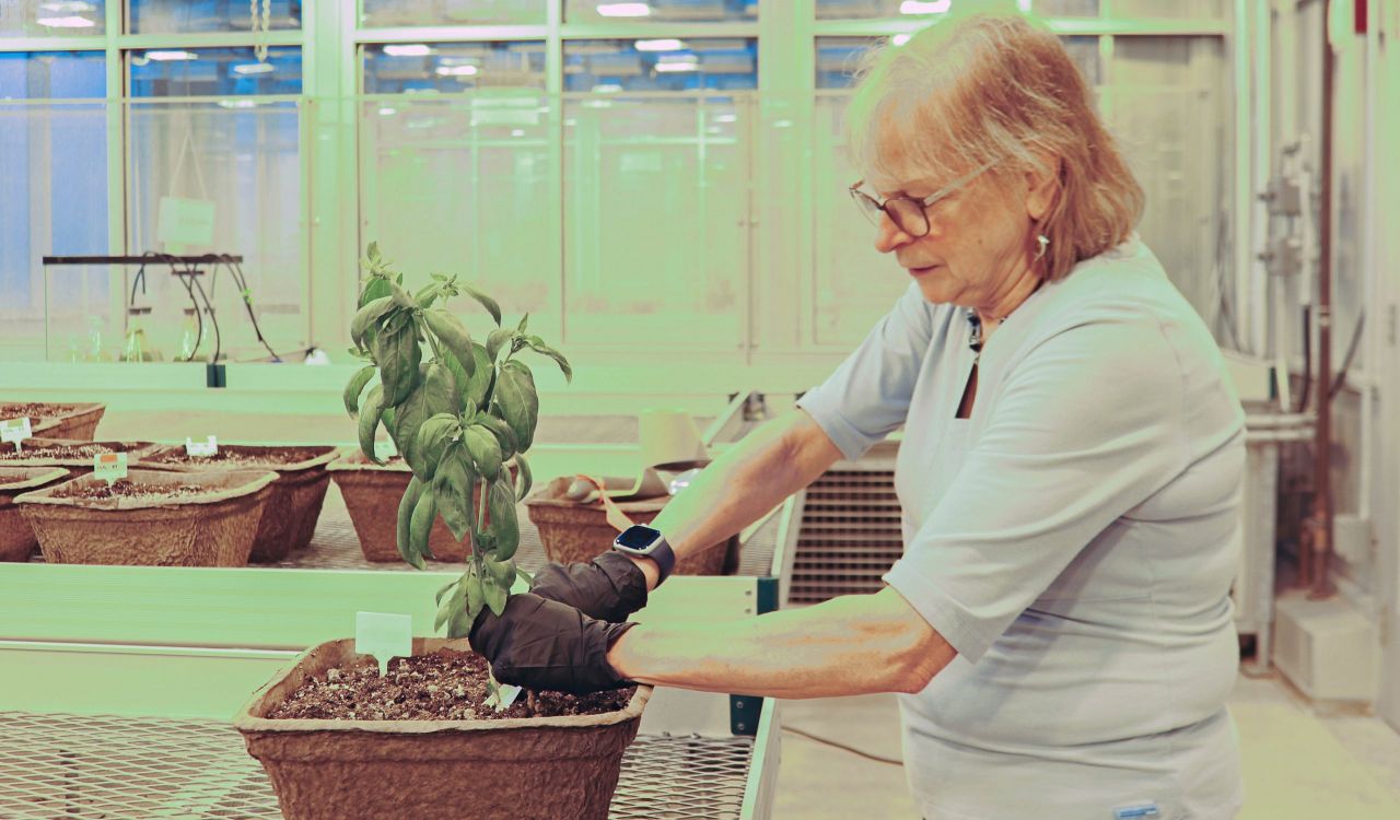 Side view of Professor of Biology Liette Vasseur grasping the bottom of a green plant growing in a brown container that is sitting on top of a counter in a greenhouse, with a collection of other containers with seedlings in the background.