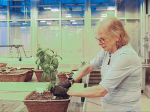 Side view of Professor of Biology Liette Vasseur grasping the bottom of a green plant growing in a brown container that is sitting on top of a counter in a greenhouse, with a collection of other containers with seedlings in the background.