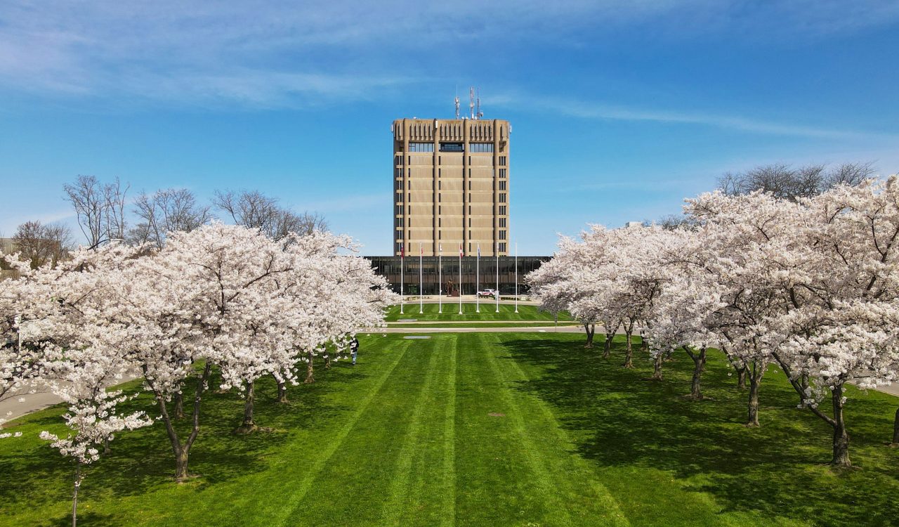 An aerial view of Brock's Schmon Tower with light pink cherry blossoms lining a green space in the foreground. 