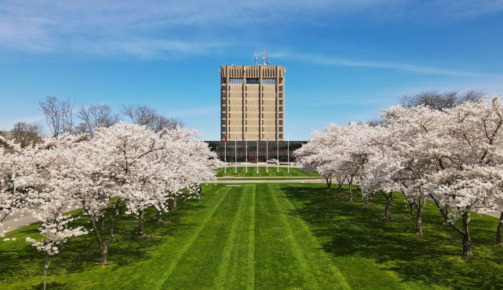 An aerial view of Brock's Schmon Tower with light pink cherry blossoms lining a green space in the foreground.
