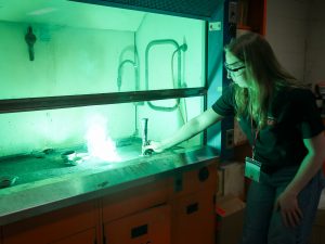 A high school student wearing safety glasses reaches into a science lab fume hood as the contents within it ignite on fire and glow green.