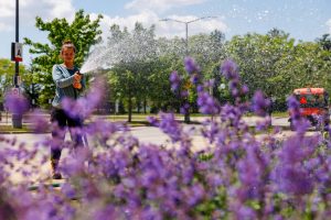 A woman waters purple flowers outside under sunny blue skies at Brock University.