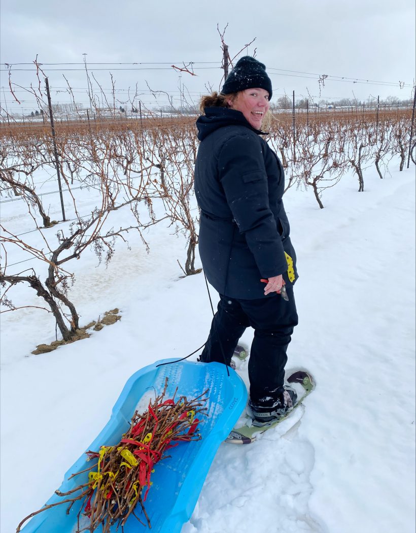 A woman walks between grapevine rows in the winter on snowshoes, towing a sled full of grapevine samples.