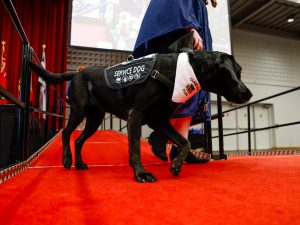 A service dog guides a graduate beyond the Convocation stage.