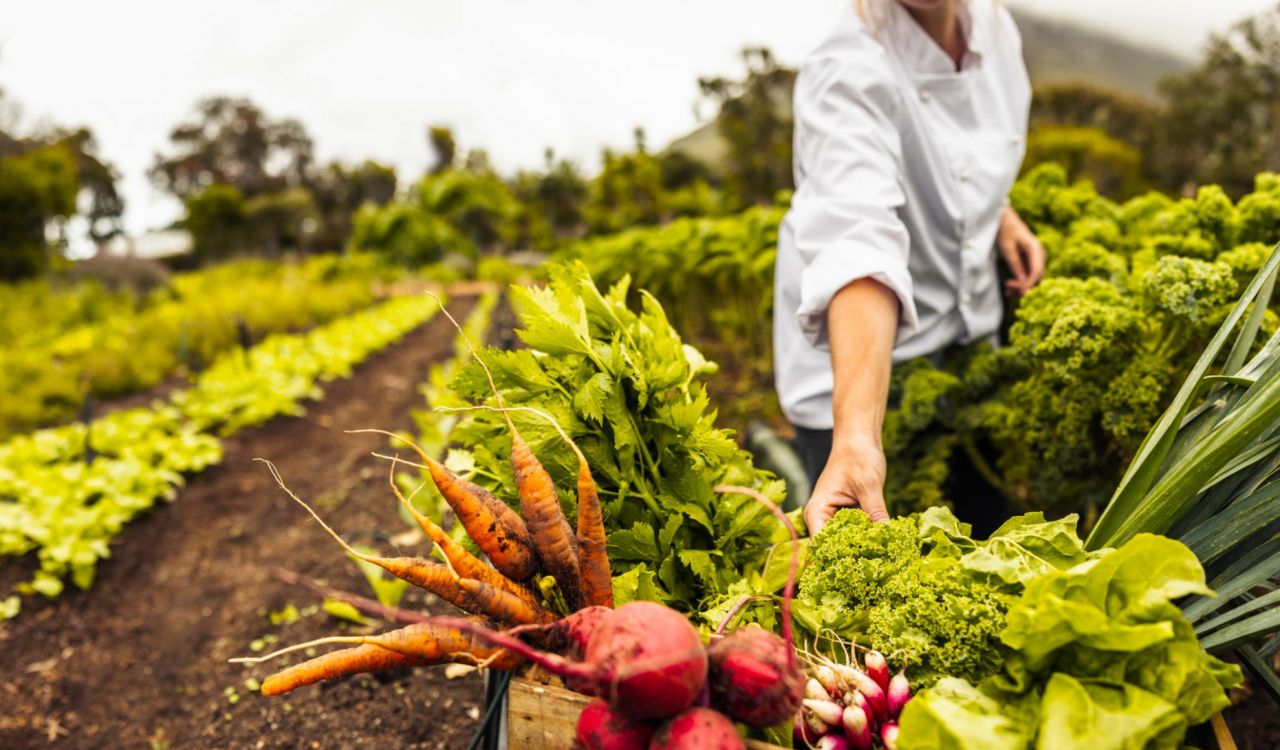 A person sitting among rows of green plants in a garden reaches an arm out towards a box containing carrots, radishes and lettuce.