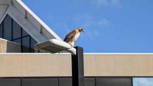 A red-tailed hawk sits perched on a lamppost in front of the Mackenzie Chown Complex.