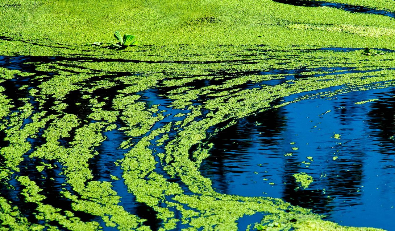 Close-up of a wide swath of green algae floating on blue water.