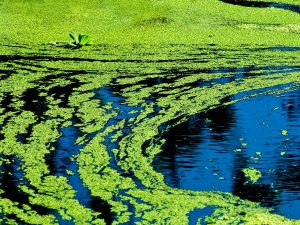 Close-up of a wide swath of green algae floating on blue water.