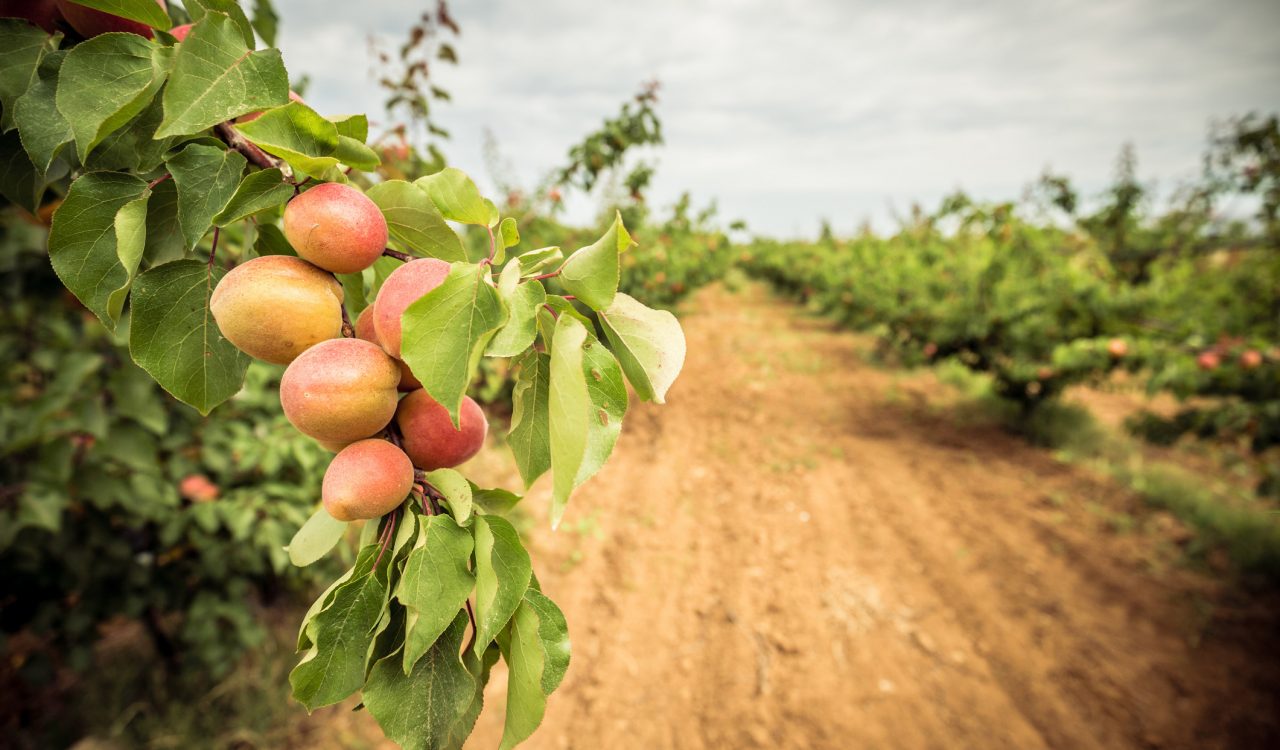 A branch with peaches and green leaves with an orchard in the background.