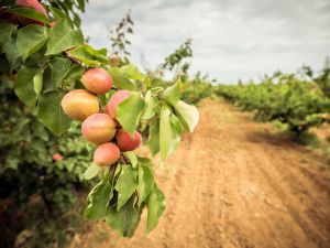 A branch with peaches and green leaves with an orchard in the background.