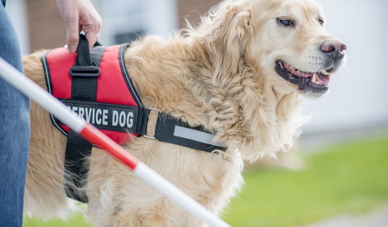 Close-up of a service dog wearing a vest with the words "Service Dog" on it. The dog is walking beside a person using a white cane.