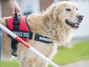 Close-up of a service dog wearing a vest with the words "Service Dog" on it. The dog is walking beside a person using a white cane.