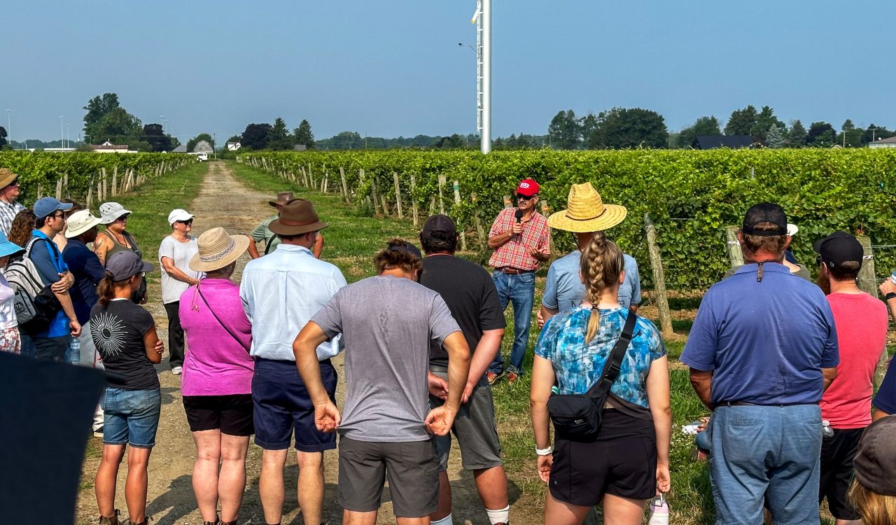 People stand in a vineyard listening to a person speak.