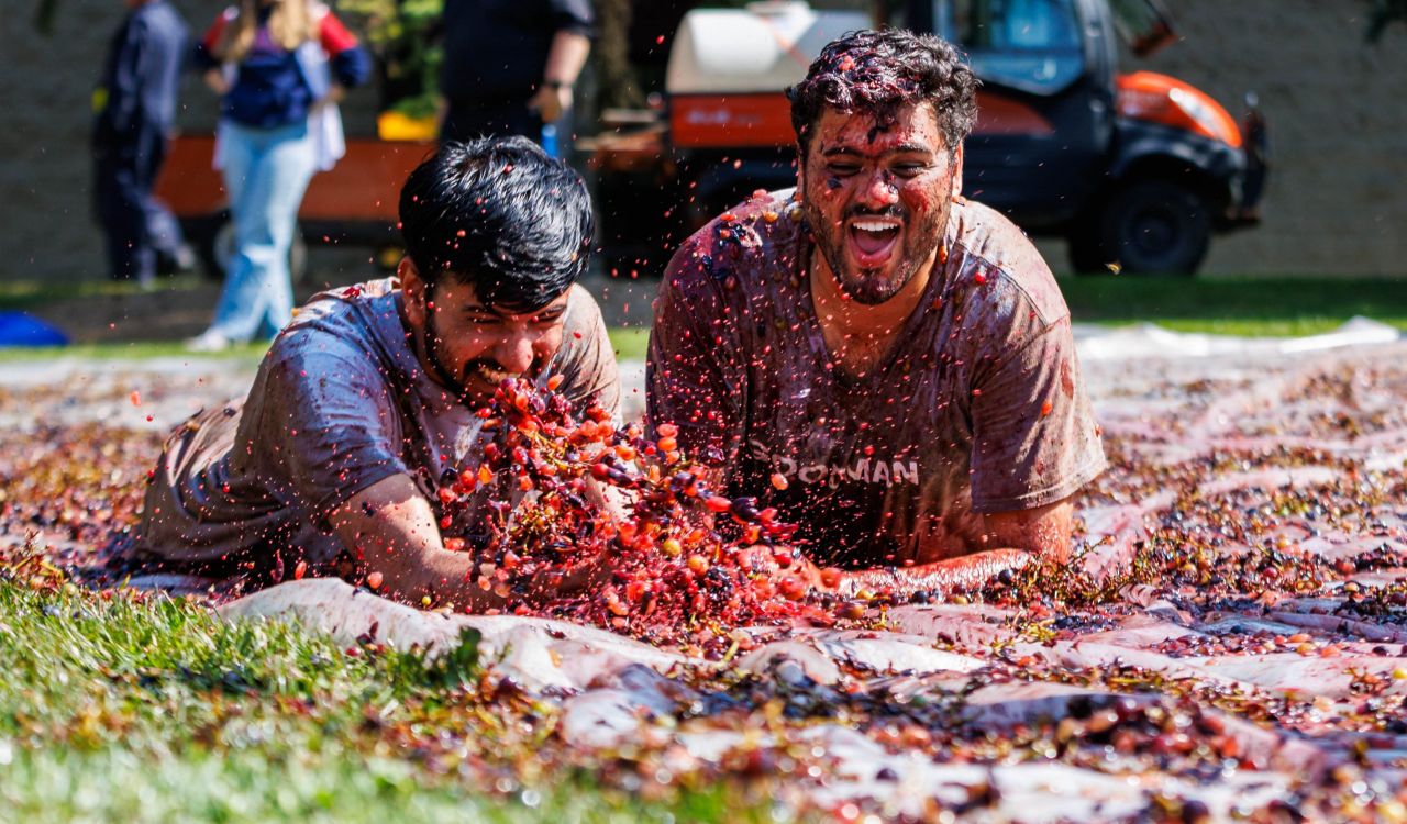 A pair of men slide through a bunch of grapes as they laugh.