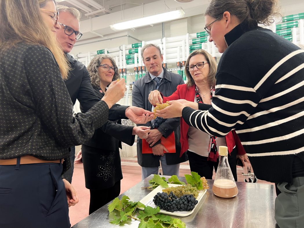 A group of people stands around a metal table examining grapes and grape leaves at Brock University's Cool Climate Oenology and Viticulture Institute (CCOVI).