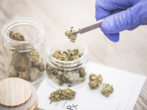 Gloved hand holds dried medical marijuana in tweezers over top of a doctor’s prescription pad.