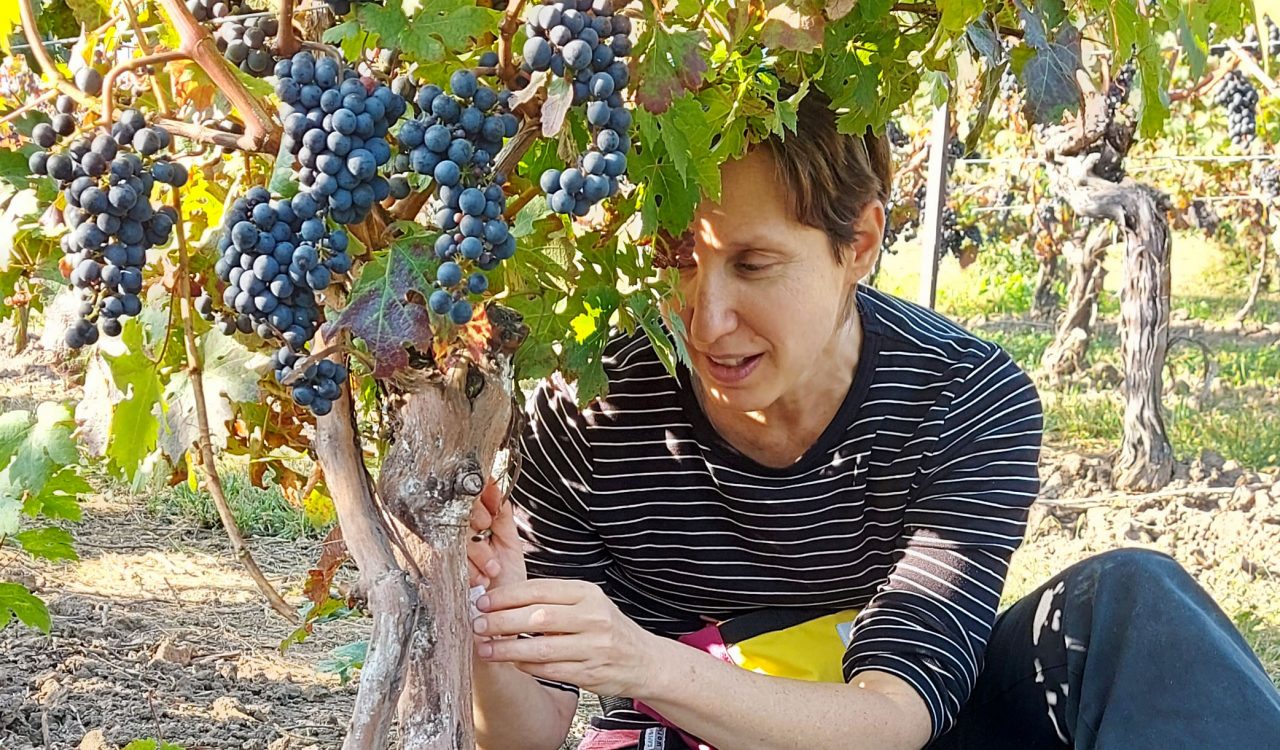 Malkie Spodek wears a striped shirt and sits behind a grapevine with purple grapes to collect insect samples.