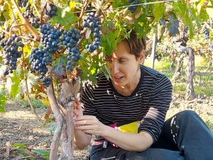 Malkie Spodek wears a striped shirt and sits behind a grapevine with purple grapes to collect insect samples.