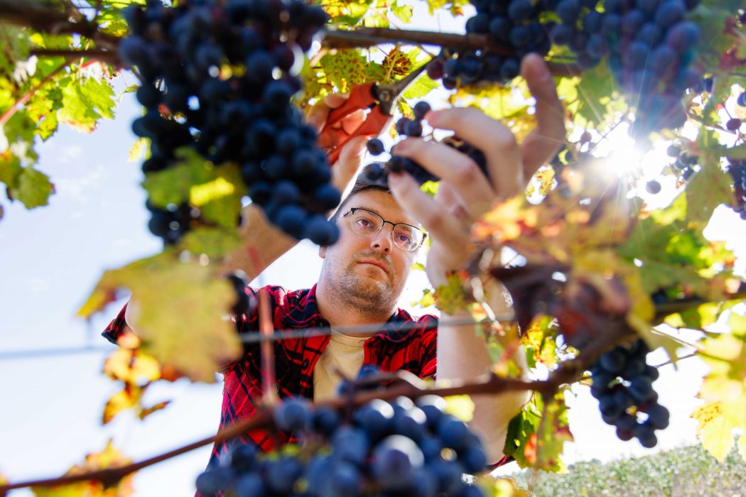 A Brock University student carefully picks grapes from a vineyard during a sunny harvest at Schenck Farms, part of the hands-on learning experience provided by the Cool Climate Oenology and Viticulture Institute (CCOVI). The vineyard is used for both student winemaking and research on clone rootstocks.