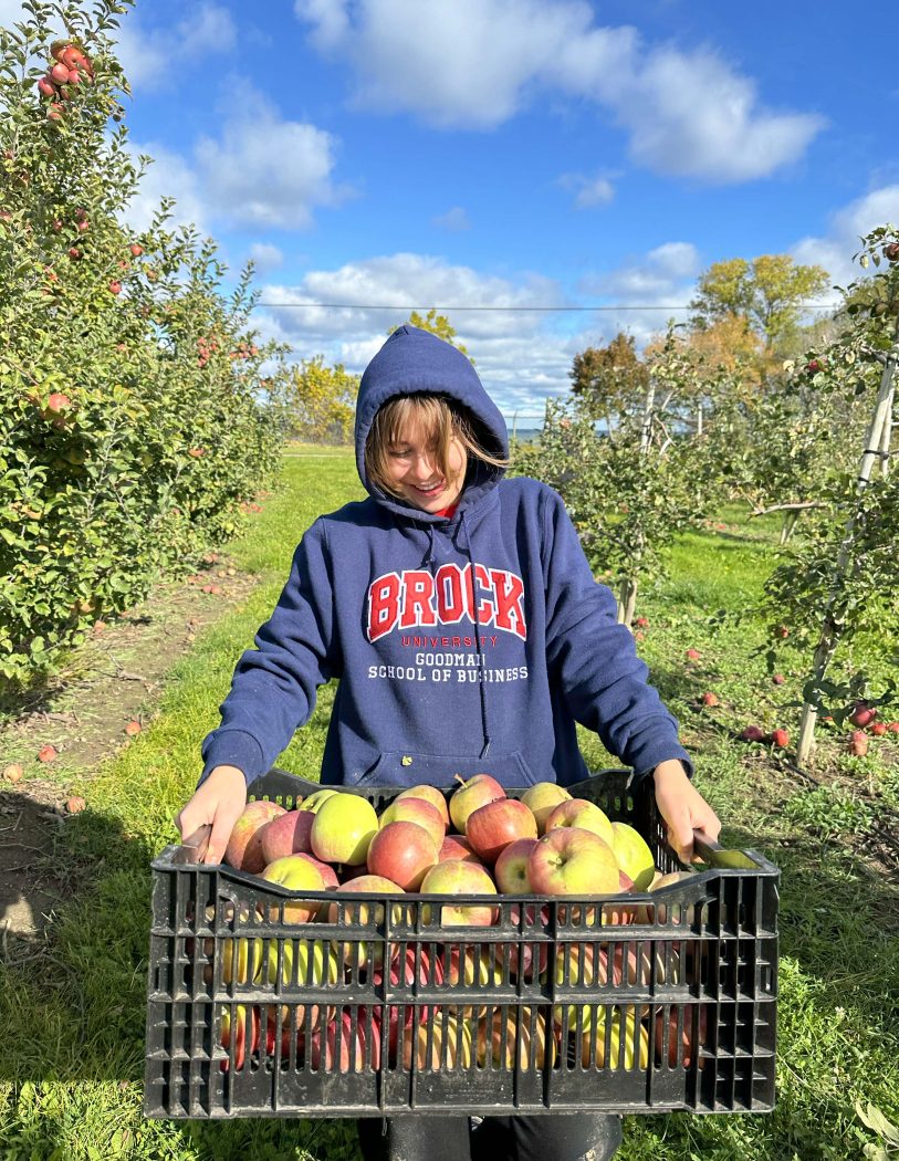 A woman in a Brock University hooded sweatshirt carries a large black plastic basket filled with apples.