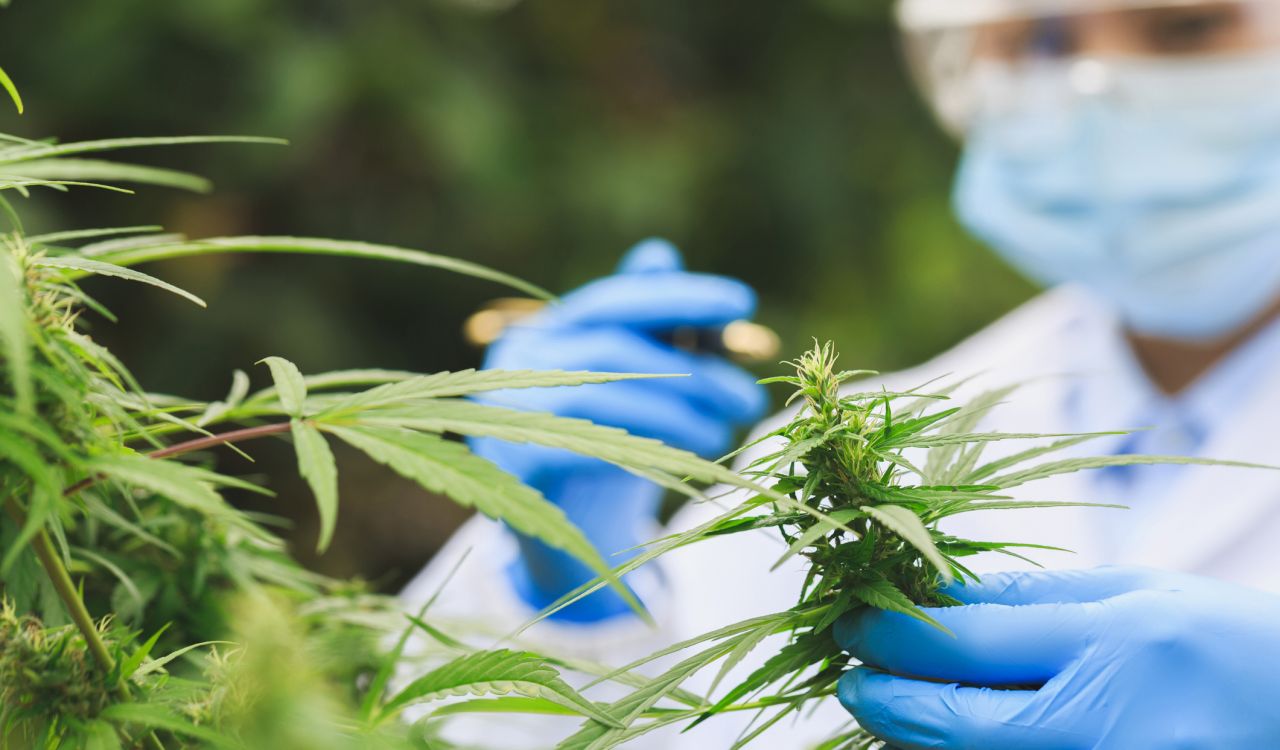 Close-up of blue-gloved hands grasping a hemp plant, with a fuzzed-out face wearing safety glasses and a mask.