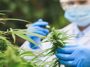 Close-up of blue-gloved hands grasping a hemp plant, with a fuzzed-out face wearing safety glasses and a mask.