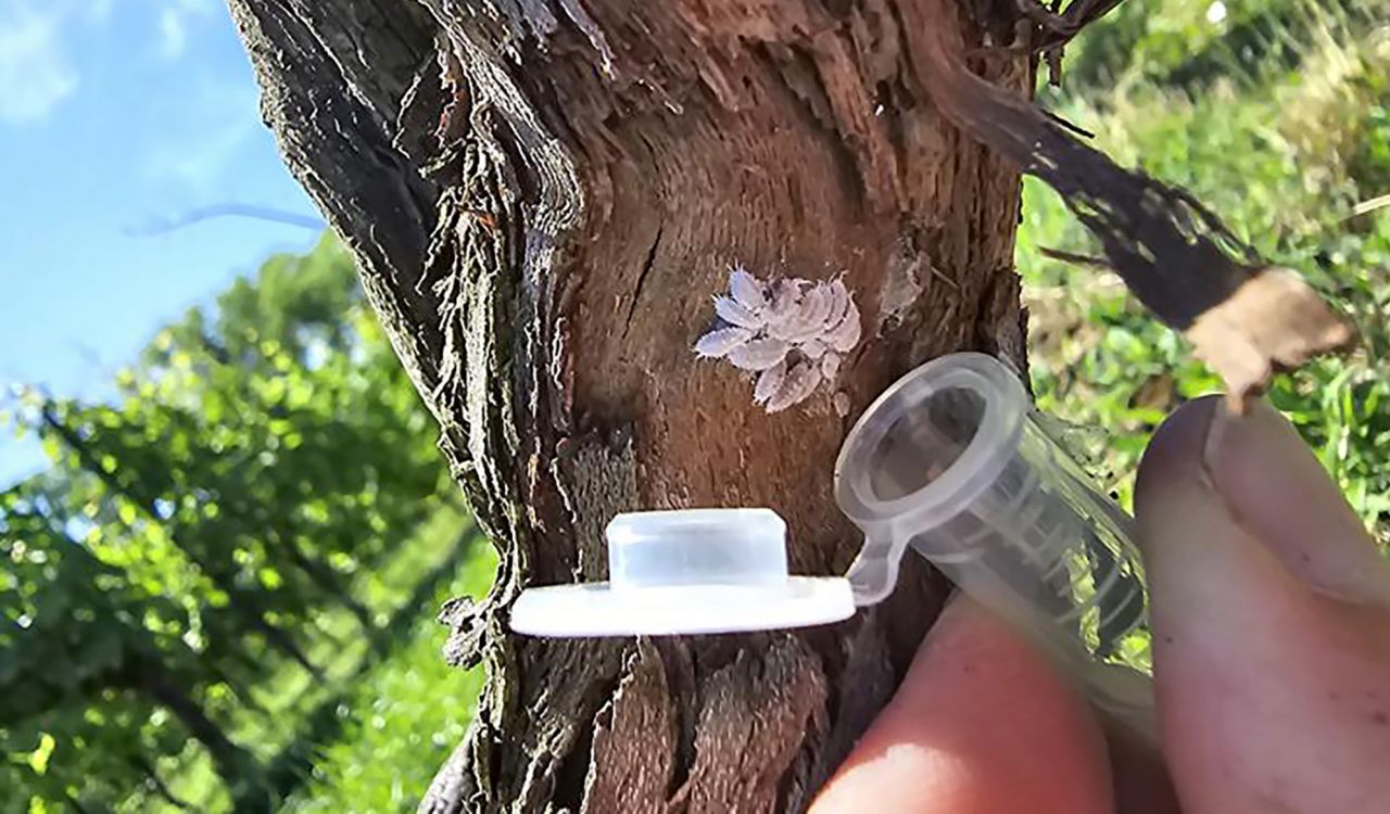 Extreme close-up of two fingers gripping a plastic tube with a white cover popped open under a clump of white mealybugs attached to a section of a vine, with rows of vines blurred out in the background.