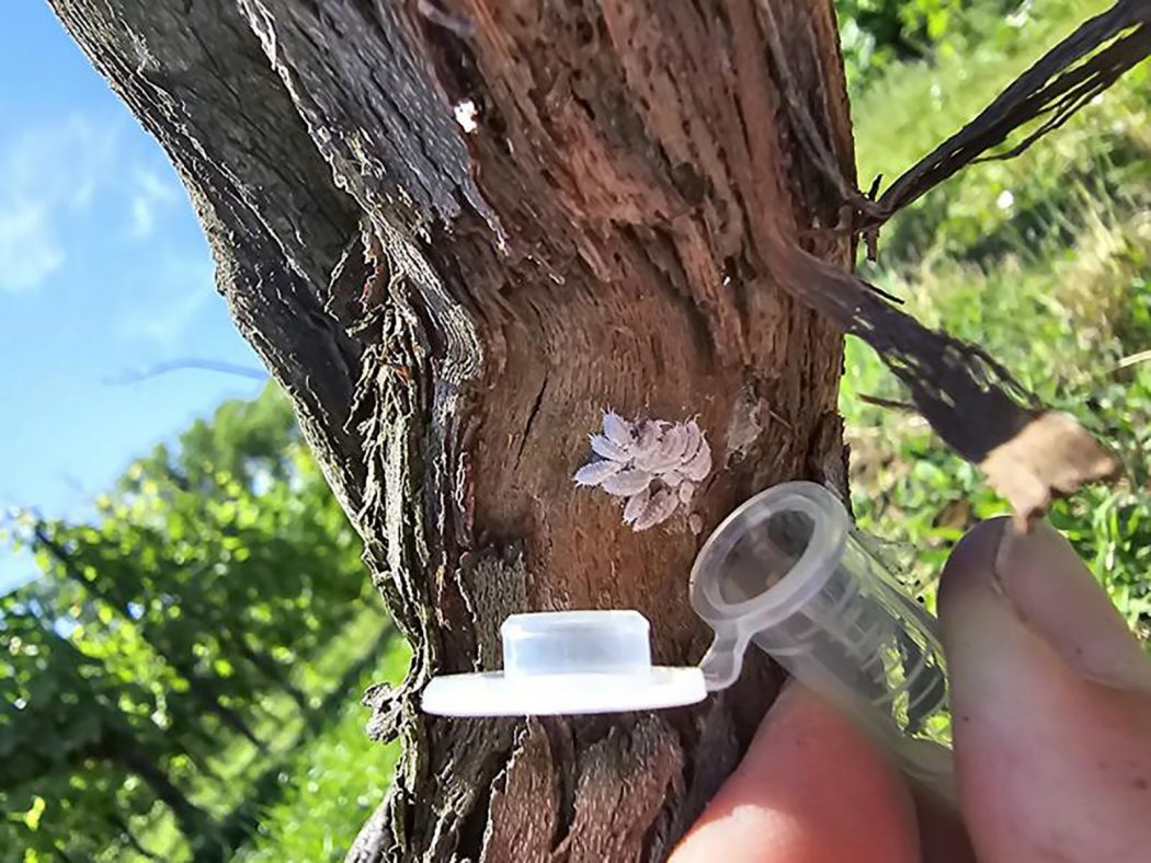 Extreme close-up of two fingers gripping a plastic tube with a white cover popped open under a clump of white mealybugs attached to a section of a vine, with rows of vines blurred out in the background.