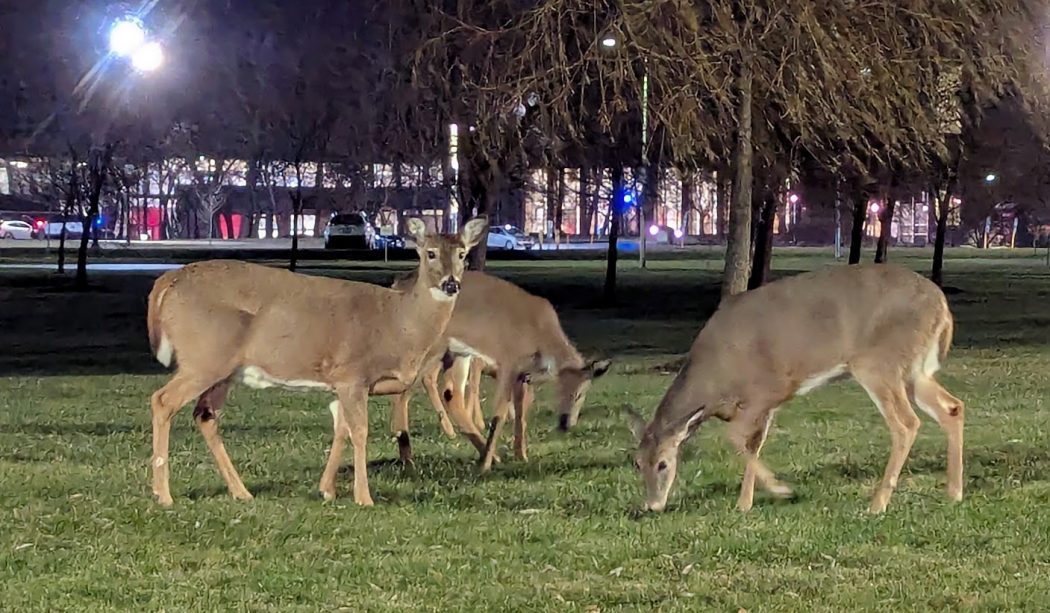 Three deer grazing on a green lawn.