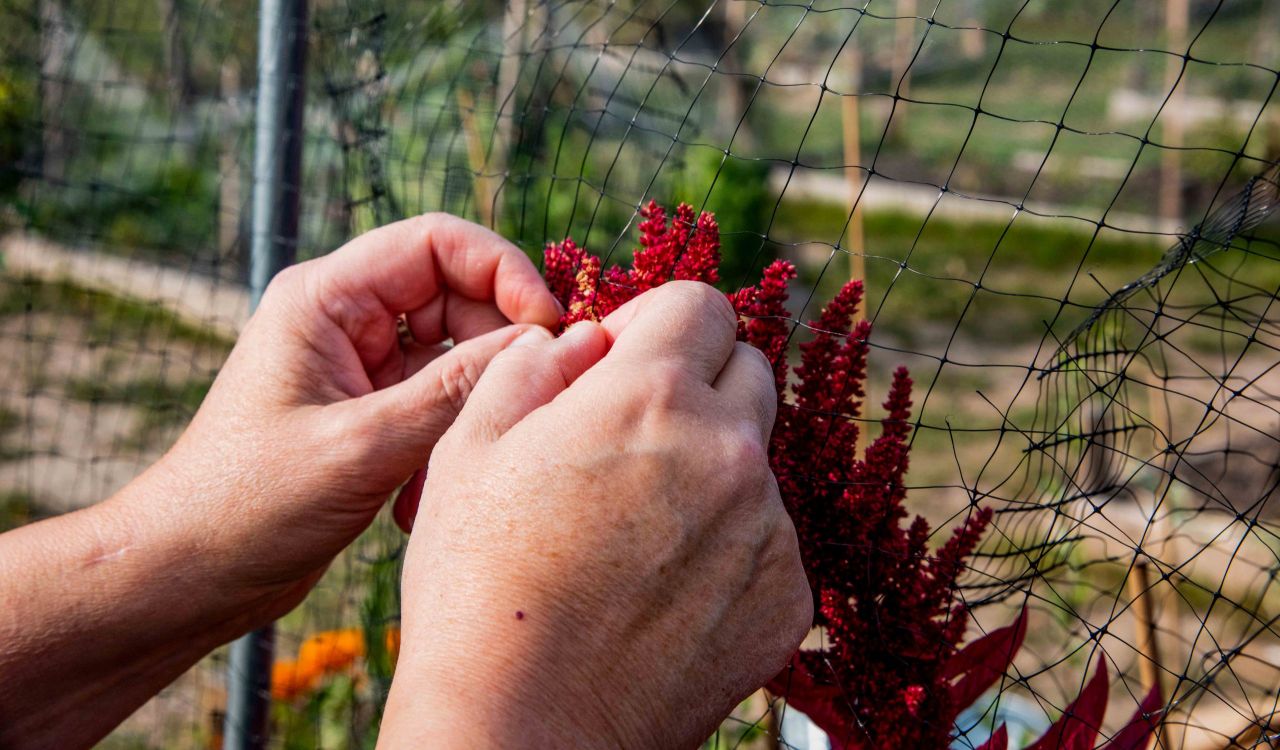 A person’s hands harvest amaranth from a community garden.