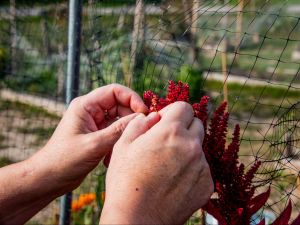 A person’s hands harvest amaranth from a community garden.