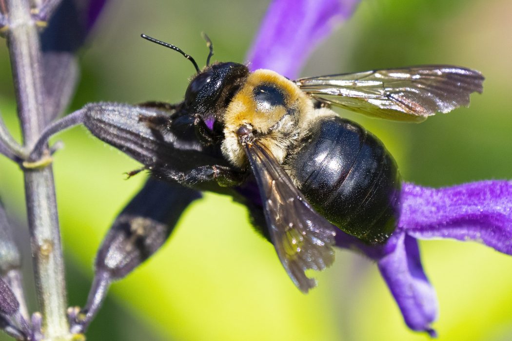 Eastern carpenter bee research takes off in new directions – The