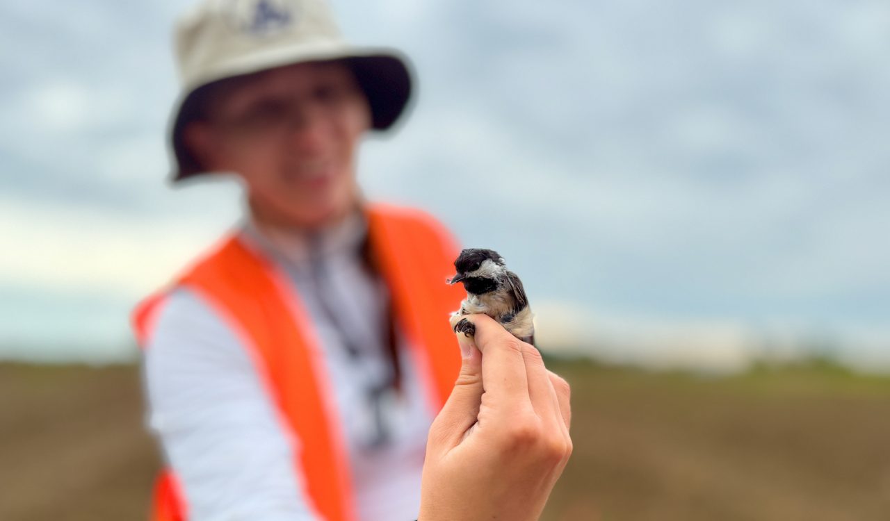 A close-up of a small bird being held by a researcher, who is out-of-focus in the background.
