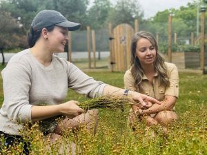 Two women sit in a field looking at flax plants.