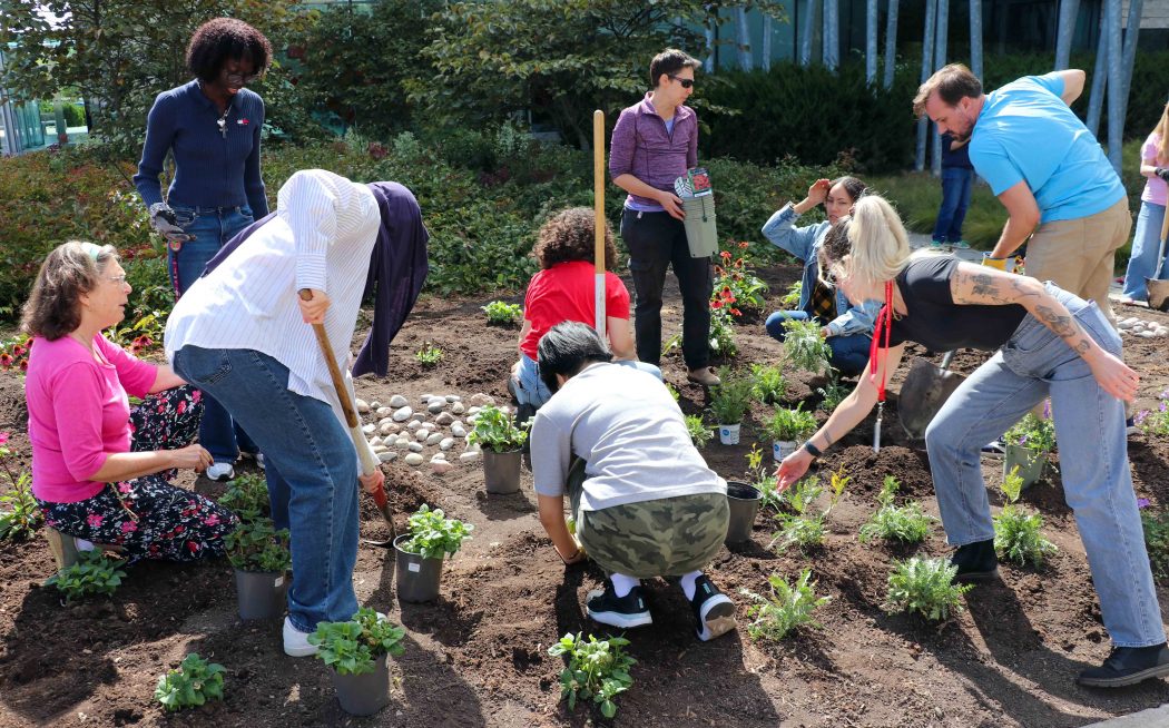 A group of people work in a garden.