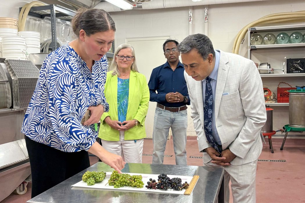 Four people stand near a table of grapes