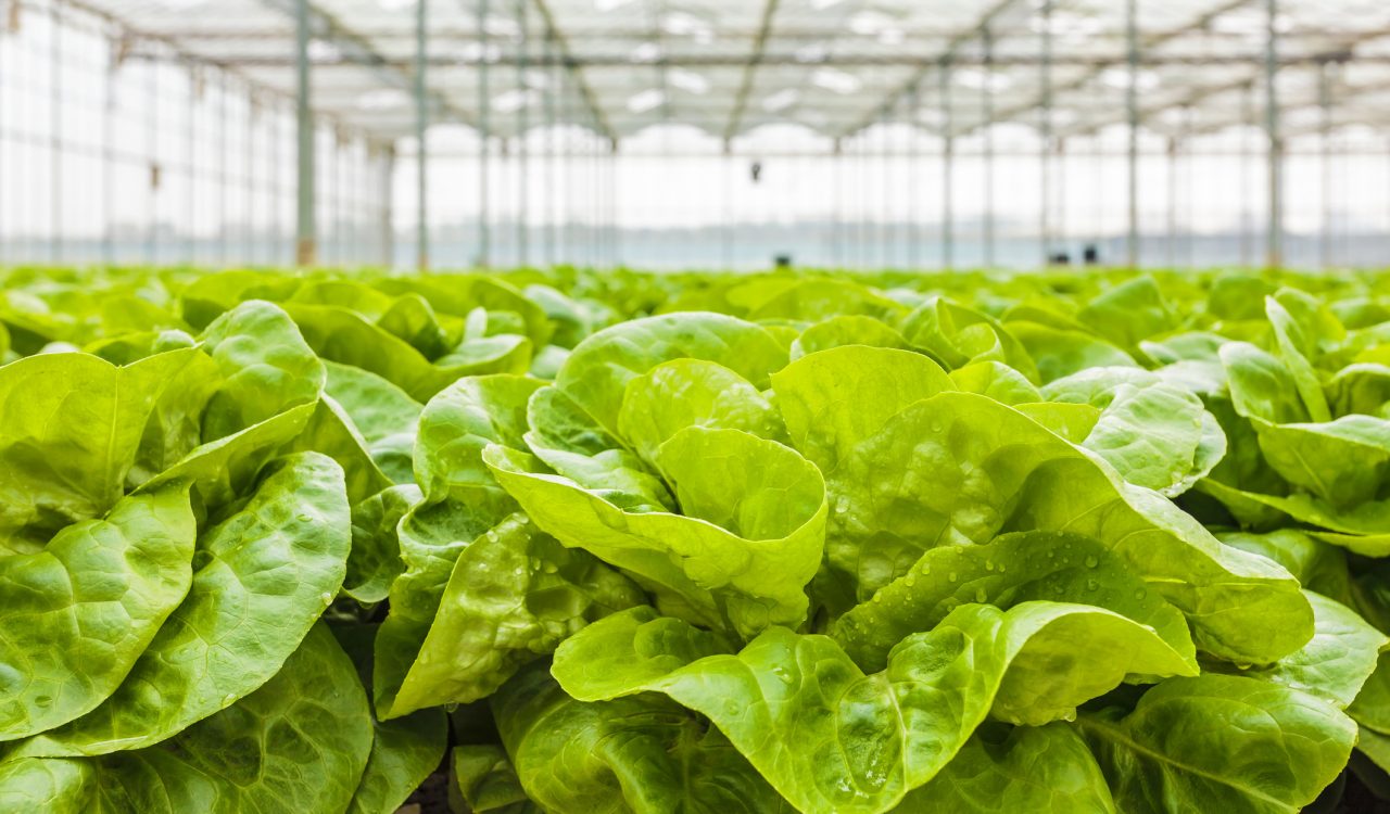 Close-up view of lettuce plants in a greenhouse.