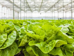 Close-up view of lettuce plants in a greenhouse.