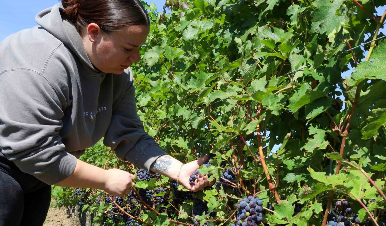 A woman inspects grapes on a vine in a vineyard.