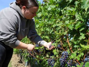A woman inspects grapes on a vine in a vineyard.