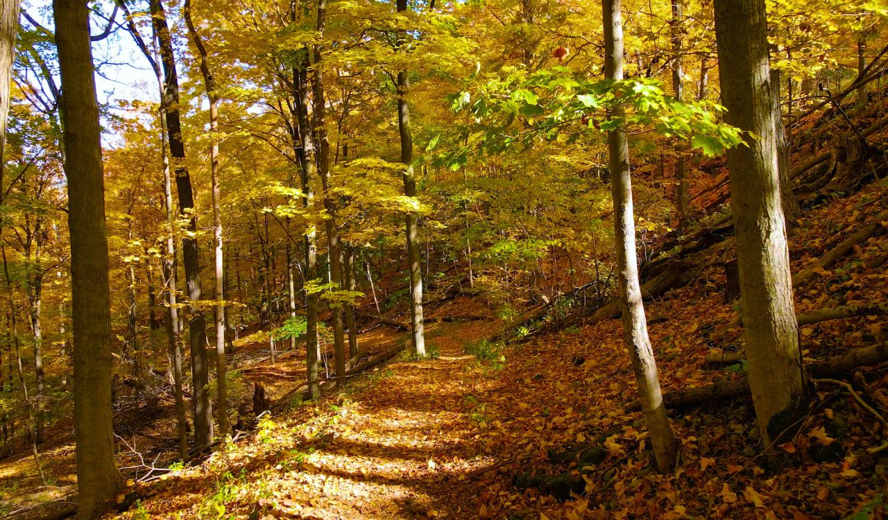 A hiking trail in the fall.